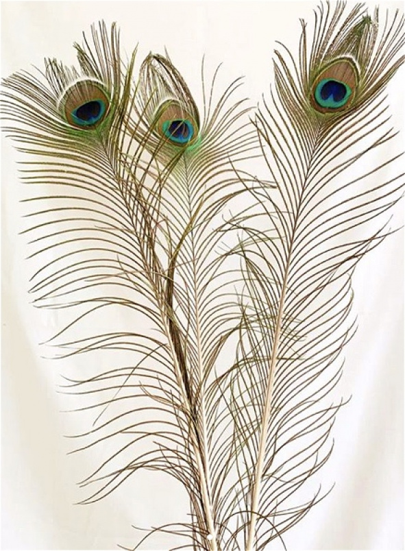 Dried Florals | Peacock Feather Stems