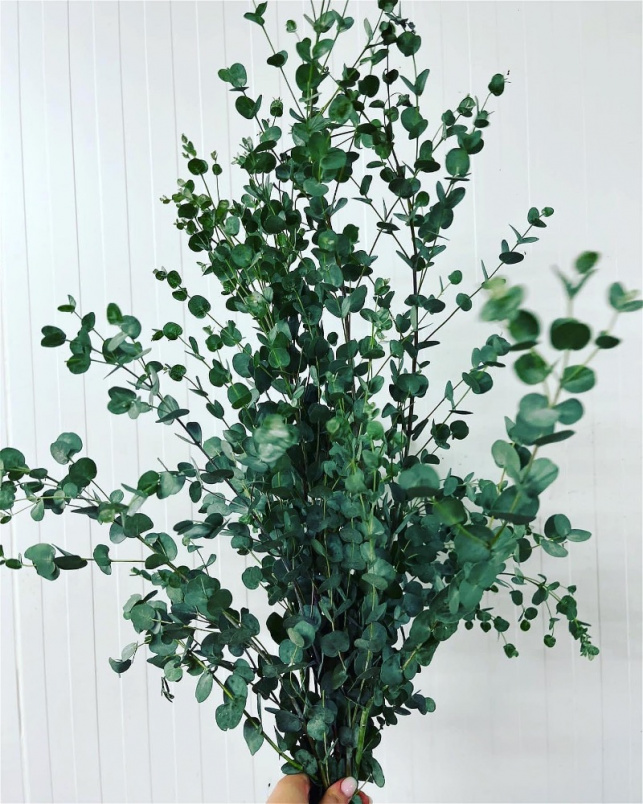 Arrangements | Bouquets | Bunch of eucalyptus