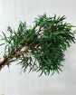 Arrangements | Bouquets | Bunch of eucalyptus