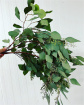 Arrangements | Bouquets | Bunch of eucalyptus