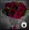 Pet Friendly flowers | Just Gerbera