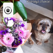 Pet Friendly flowers | Pet friendly  bouquet- Barneys choice