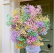 VIP Flowers Baby!  | Rainbow Gal