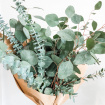 ?25 & Under  | Eucalyptus Bunch