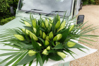 Lily Lovers  | Lily Bouquet