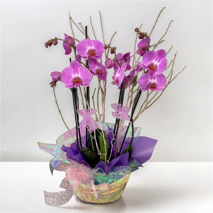 Arrangements | Orchid Plant