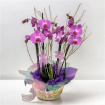 Arrangements | Orchid Plant