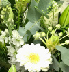 Florist's Choice | Florist's Choice - Neutral Colours