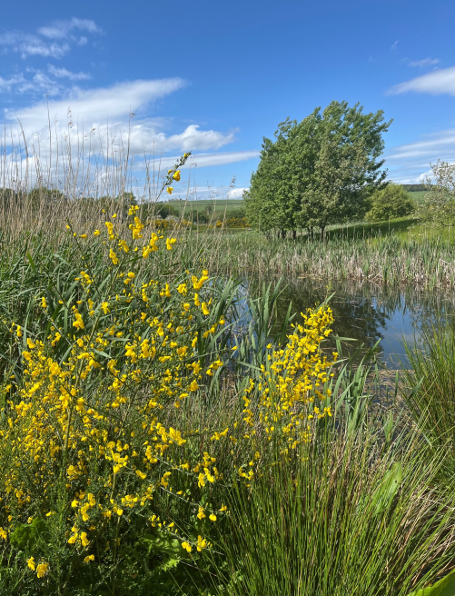 Memories in Colour and Song | Kirkcaldy | Summer Through the Window Evening Fields