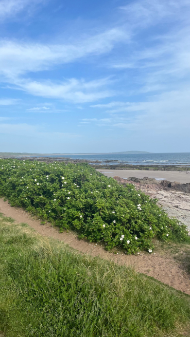 Memories in Colour and Song | Kirkcaldy | Summer Through the Window Coastal Quiet