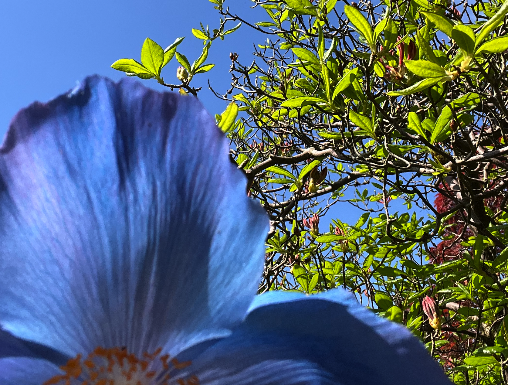 Memories in Colour and Song | Kirkcaldy | Home