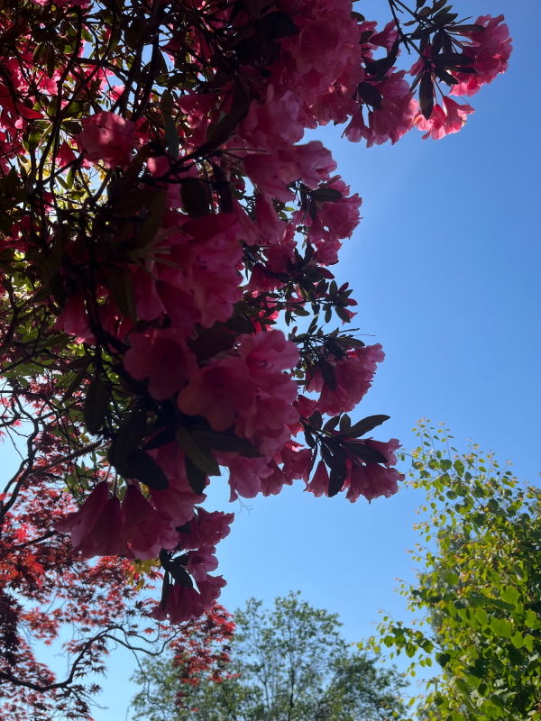 Memories in Colour and Song | Kirkcaldy | Creative Wellbeing Workshops