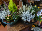 New to The Woodland Florist | Plants | Autumn/winter arrangements