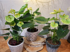 Christmas at The Woodland Florist  | Home goods and gifts | New to The Woodland Florist | Plants | Anthurium in dutch tile pot