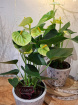 Christmas at The Woodland Florist  | Home goods and gifts | New to The Woodland Florist | Plants | Anthurium in dutch tile pot