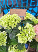 Mother's Day 2025 | Hydrangea in jute pot