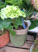 Mother's Day 2025 | Hydrangea in jute pot