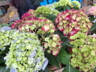 Mother's Day 2025 | Hydrangea in jute pot