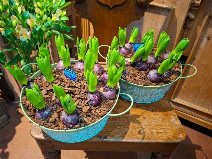 Mother's Day 2025 | Spring bulbs in zinc planter