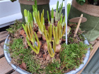 Mother's Day 2025 | Spring bulbs in zinc planter