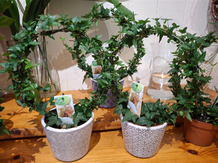 New to The Woodland Florist | Ivy Hoop