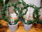 New to The Woodland Florist | Ivy Hoop