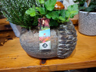 New to The Woodland Florist | Autumn planter