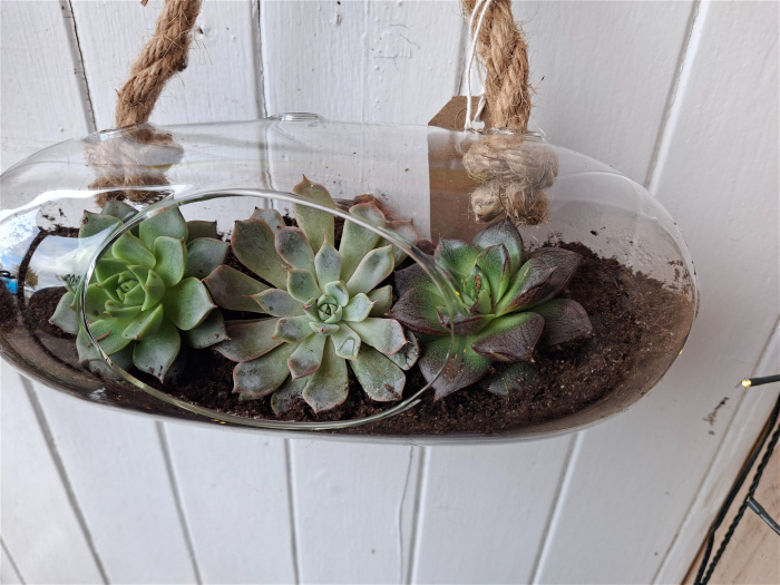 New to The Woodland Florist | Hanging succulents in glass terrarium