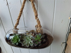 New to The Woodland Florist | Hanging succulents in glass terrarium