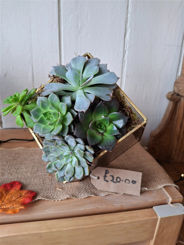 Gifts | Home goods and gifts | New to The Woodland Florist | Plants | Geometric terrarium with succulents