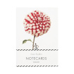 Cards | Home and gift range | Note cards -Dahlias In Bloom - Laura Stoddart