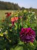 East Kent Flower Company | Ashford | Home