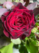 Christmas Fresh Flowers, Wreaths and Arrangements | 'Good King Wenceslas' Table Arrangement