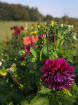 Late Summer  Flower School Workshops in Kent 2025 | Dahlia workshop (morning) 19th September 2025