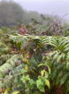 Christmas Wreath Making Workshops in Kent 2025 | Foraged Wreath Making Kit