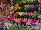 Gift Flowers  | Florist choice handtied box