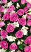 All Funeral Tributes | Casket sprays | Rose & Freesia Casket Spray