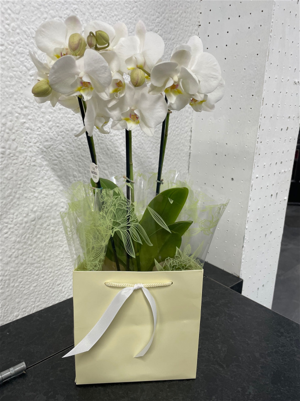 Gift Flowers | Mother's Day | Orchid Plant