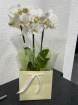 Gift Flowers | Mother's Day | Orchid Plant