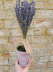 Gifts & Vouchers | Dried Lavender Pot