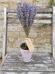 Gifts & Vouchers | Dried Lavender Pot