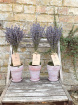 Gifts & Vouchers | Dried Lavender Pot