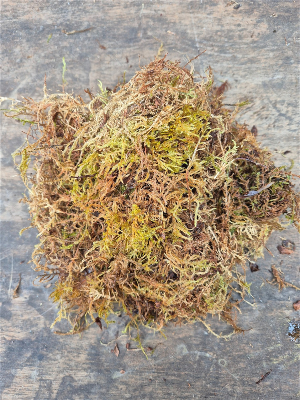 Christmas | Floristry Tools  | Gifts & Vouchers | Moss
