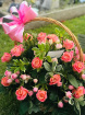 Funeral & sympathy | Basket