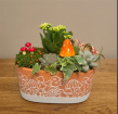 Arrangements | Plants | The Enchanted Toadstool Garden