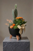 Arrangements | Autumn | Plants | Autumn Succulent & Cactus Table Centerpiece | Handcrafted Botanical Arrangement