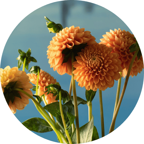Florist Touch Demo | Newport | Test