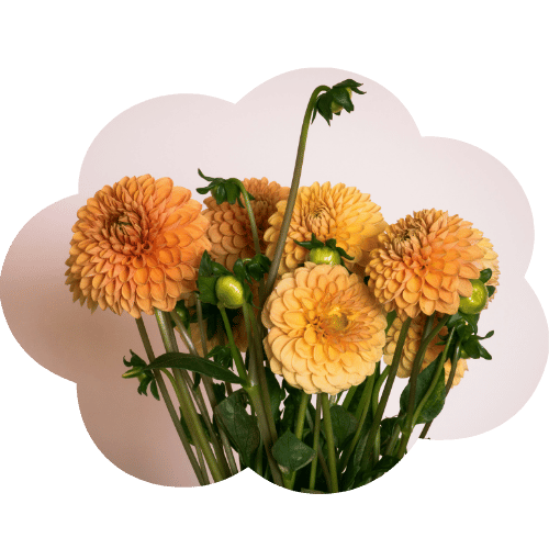 Florist Touch Demo | Newport | Test