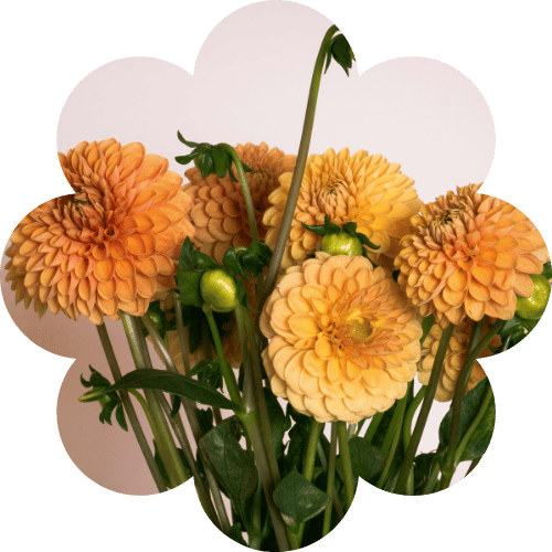 Florist Touch Demo | Newport | Test