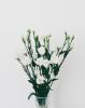 Florist Touch Demo | Newport | Stock Images